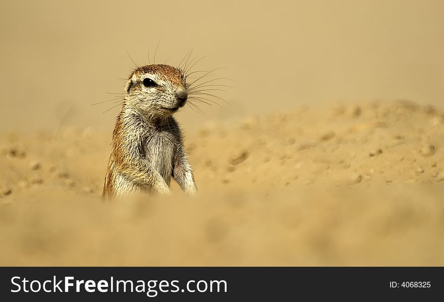 Ground squirrel sunning in Kalahari