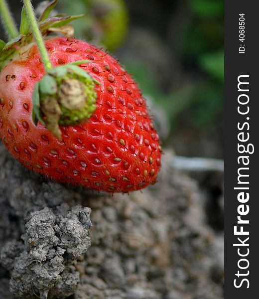 Berry Of A Strawberry Laying On The Ground.