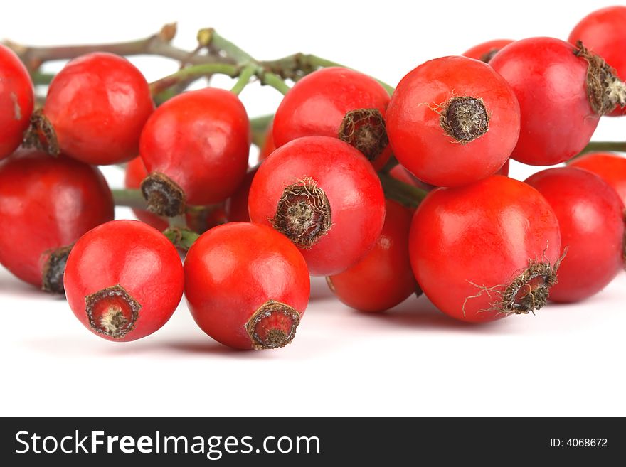 Bunch of rose hips on the white