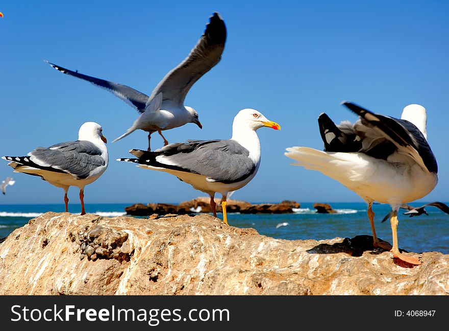 Morocco, Essaouira: Seagulls in the harbour