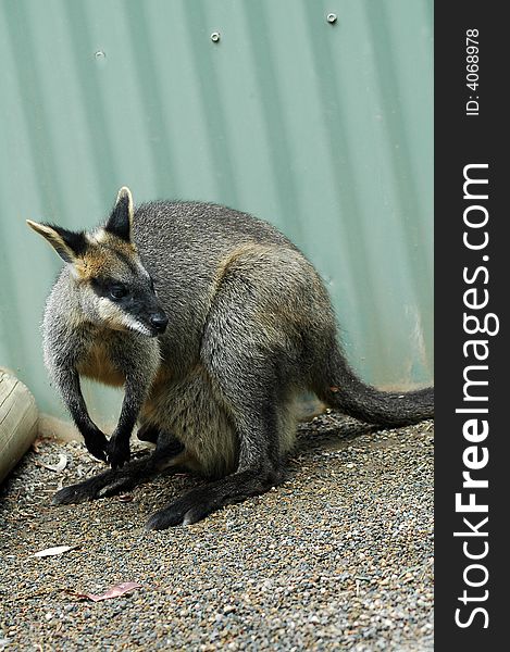 Small grey kangaroo in zoo, fence in background