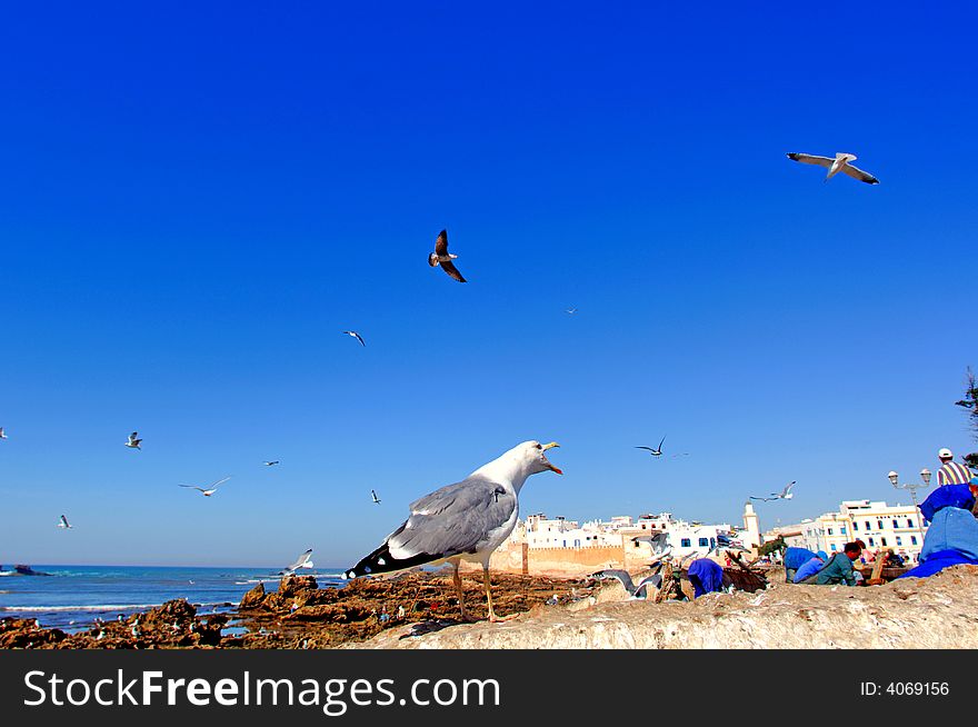 Morocco, Essaouira: Seagulls in the harbour