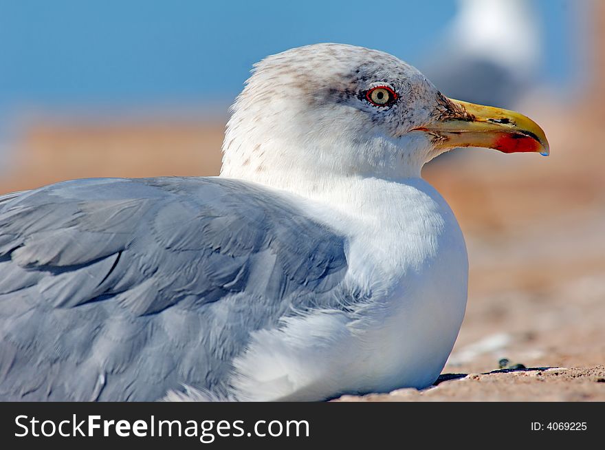 Morocco, Essaouira: close-up of a seagull