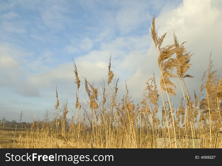 Typical european countryside view with white cloud in the background and Phragmites communis plant in front