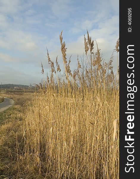 Typical european countryside view with white cloud in the background and Phragmites communis plant in front