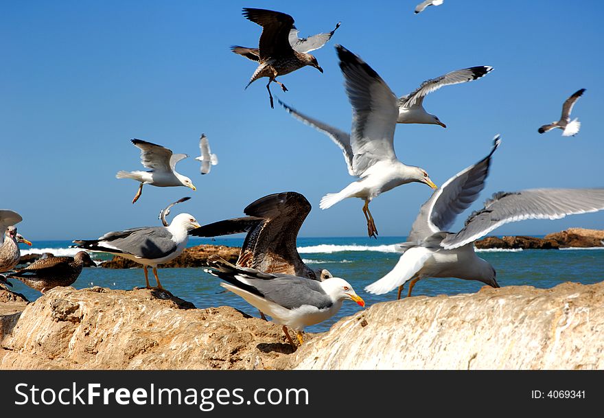 Morocco, Essaouira:sea and blue sky; seagulls in the harbour. Morocco, Essaouira:sea and blue sky; seagulls in the harbour