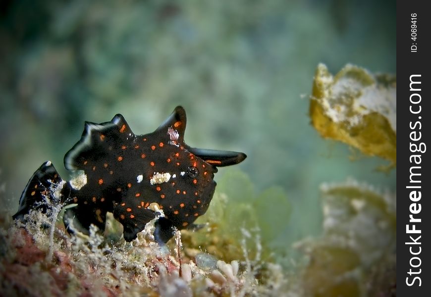 Juvenile painted frogfish will grow up and change to another color variation. This little one mimics a flatworm.