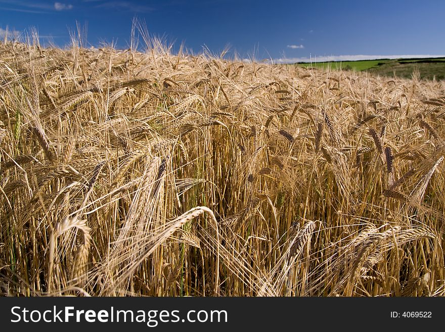Golden cornfield against blue sky in English summertime. Golden cornfield against blue sky in English summertime