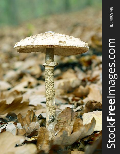 Mushroom in forest, autumn mushroom.