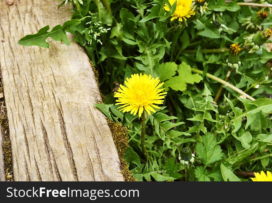 Dandelion at the stairs