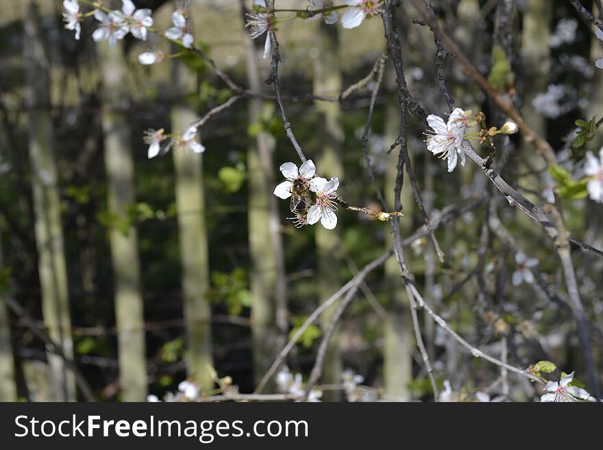 Bee pollinates which white flowers of cherry blossoms