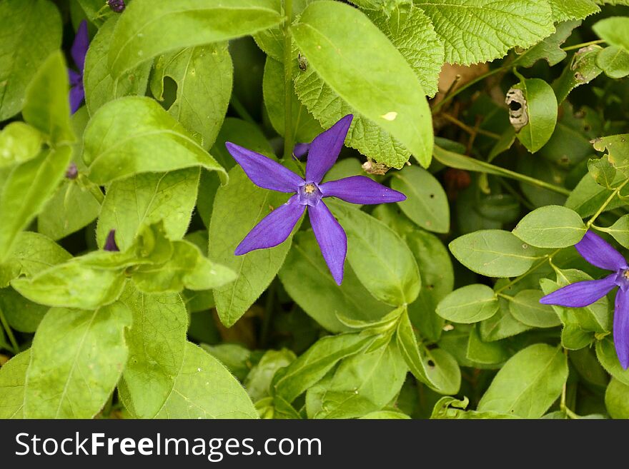 Purple flower in the midst of spring green foliage. Purple flower in the midst of spring green foliage