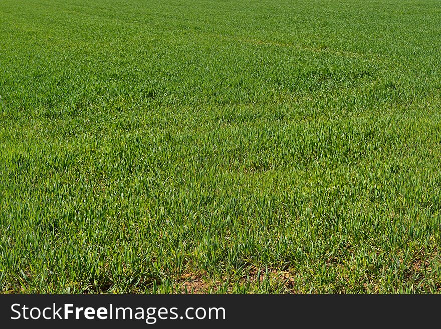 Field with green grass