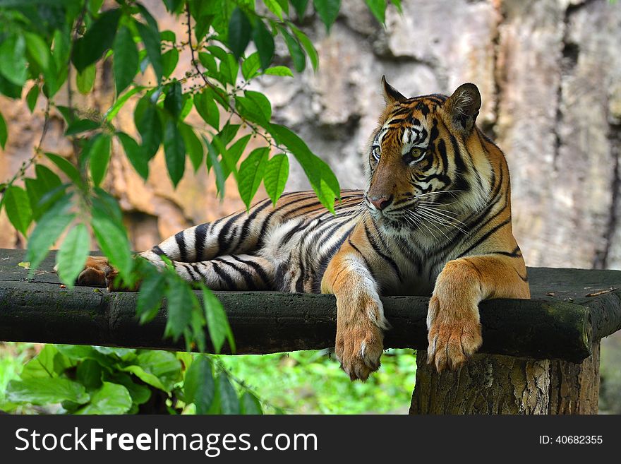 A tiger in relaxing pose. A tiger in relaxing pose