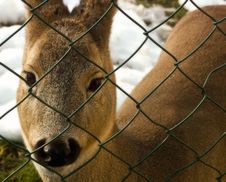 Deer Animal Royalty Free Stock Photos