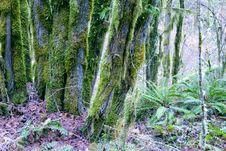 Moss Covered Trees Royalty Free Stock Photography Moss Covered Trees Royalty Free Stock Photography
