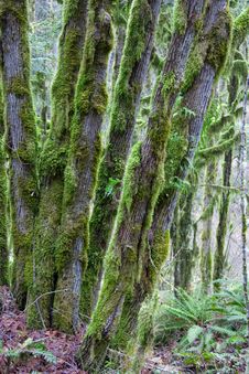 Moss Covered Trees II Royalty Free Stock Photography Moss Covered Trees II Royalty Free Stock Photography
