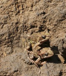 Pair Frog Royalty Free Stock Photos Pair Frog Royalty Free Stock Photos