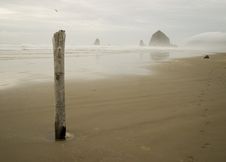 Piling At Haystack Rock Royalty Free Stock Images Piling At Haystack Rock Royalty Free Stock Images
