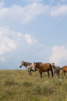 Quarter Horse Mares And Foals Stock Photo