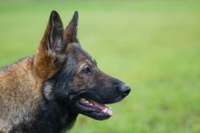 Germany Sheepdog Portrait Royalty Free Stock Photo Germany Sheepdog Portrait Royalty Free Stock Photo
