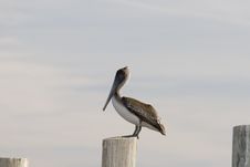 Pelican Standing On A Piling Royalty Free Stock Photo Pelican Standing On A Piling Royalty Free Stock Photo