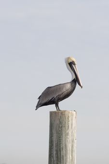 Pelican Standing On A Piling Stock Photography Pelican Standing On A Piling Stock Photography