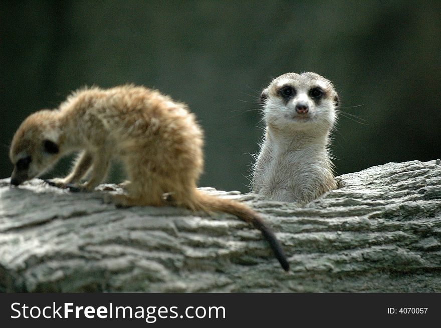 A meerkat monther and her baby. A meerkat monther and her baby.