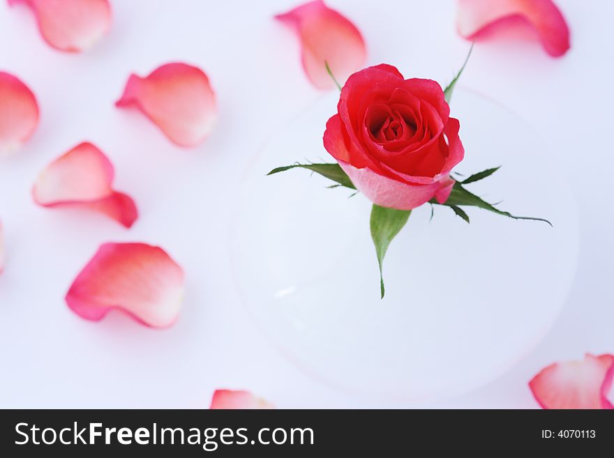 A rose taken apart on a white background