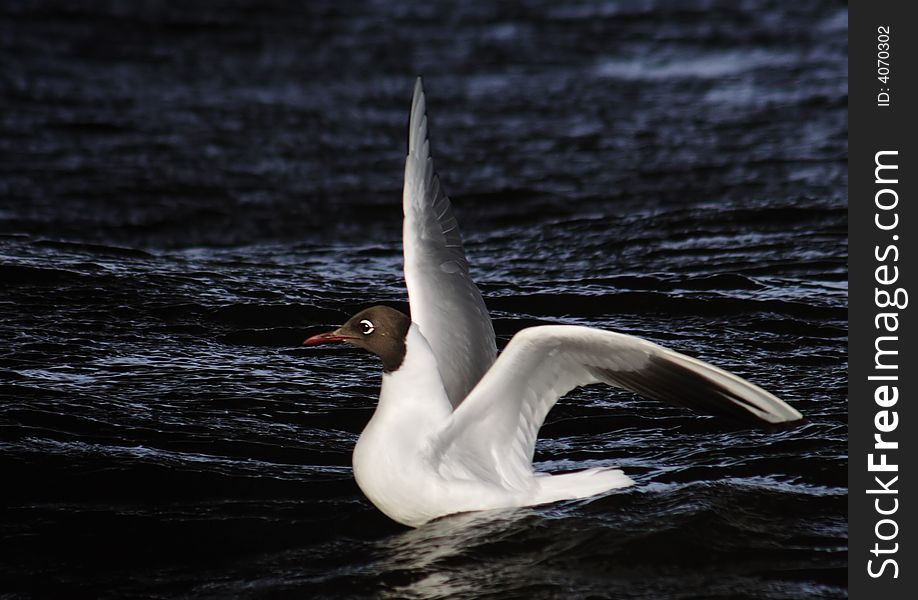 The seagull has a rest on waves of Neva. A telephoto. The seagull has a rest on waves of Neva. A telephoto.