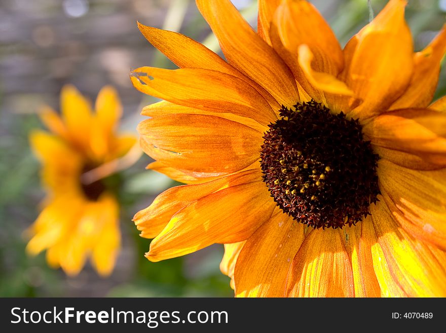 Macro close-up of sunflower. Macro close-up of sunflower
