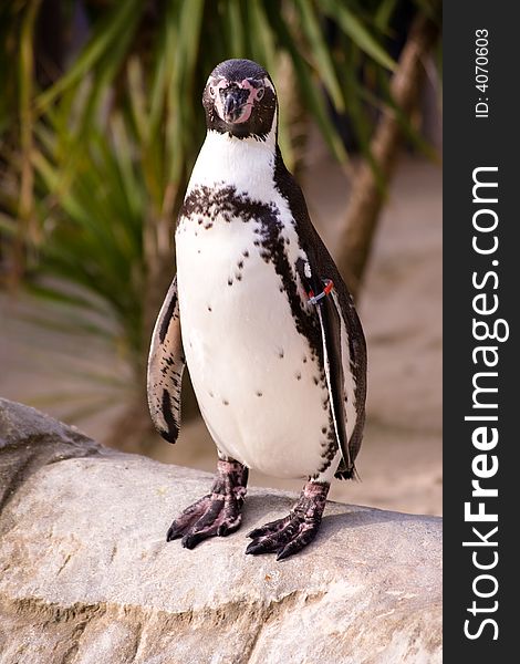 Penguin 1