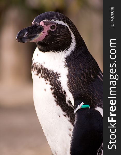 Close-up of penguin in captivity. Close-up of penguin in captivity