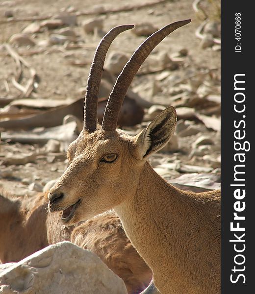 Head of wild antelope on stone desert background.
