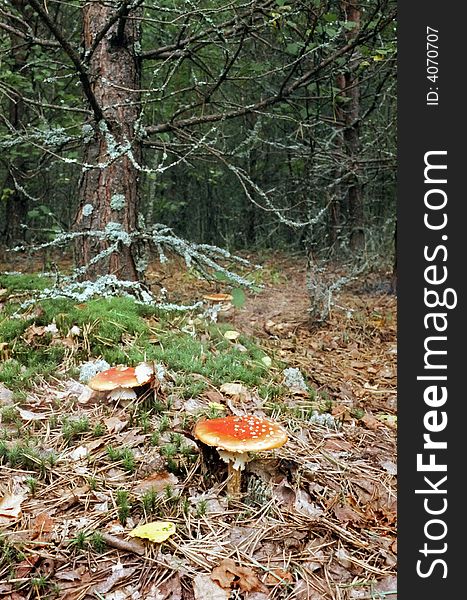 Mushrooms in Forest