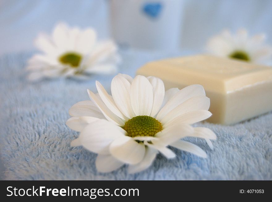 Three white daisies and a soap on a blue towel. Three white daisies and a soap on a blue towel