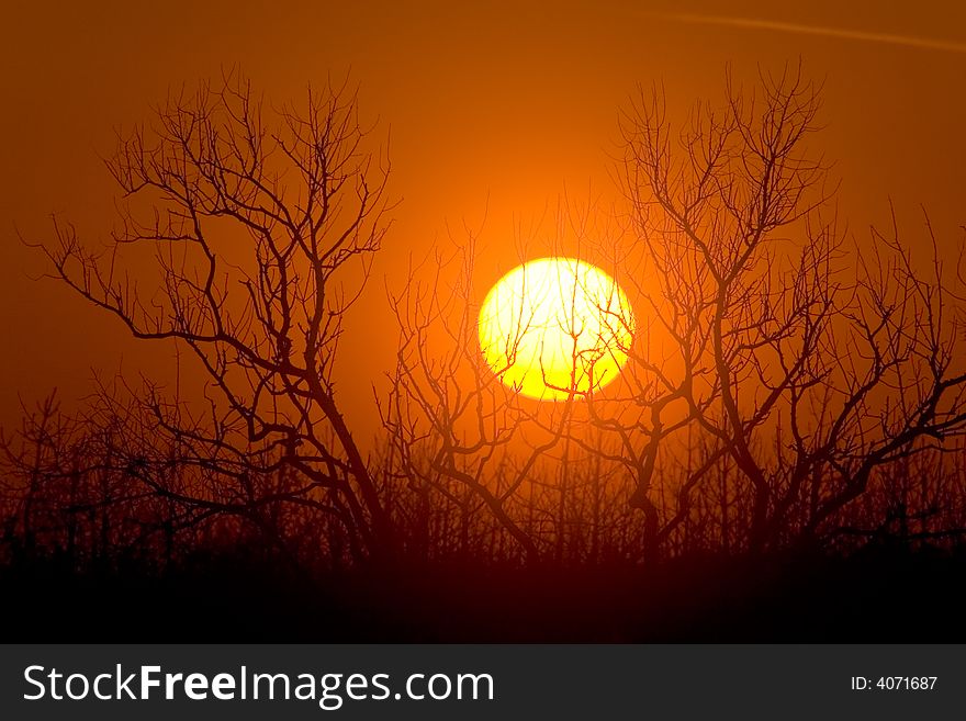 Sunrise over tree branches and orange sky