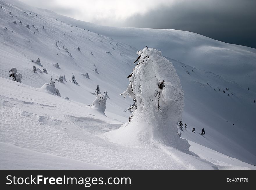 Trees under snow in Carpathian mpuntain and clouds on the sky. Trees under snow in Carpathian mpuntain and clouds on the sky