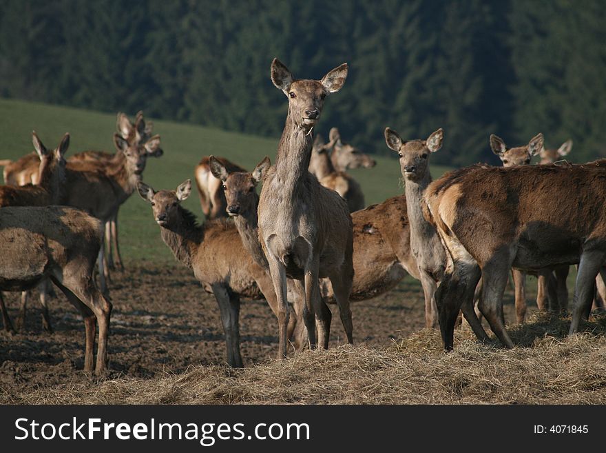 Group of stags in the ardennen in belgium