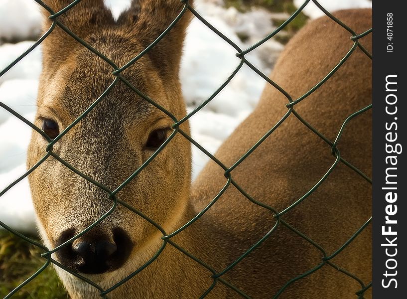 Young deer animal prisoned in cage zoo close up