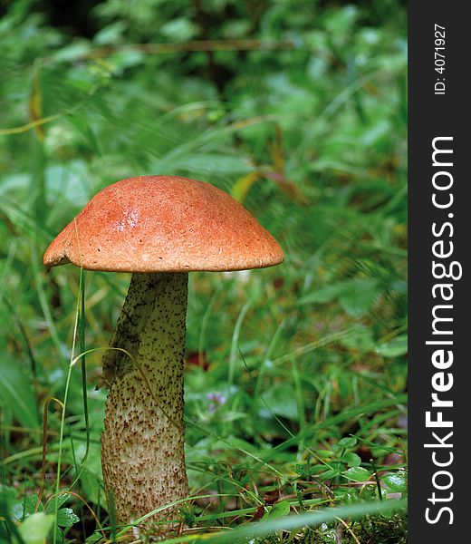 Aspen Mushroom In An Autumn Wood.