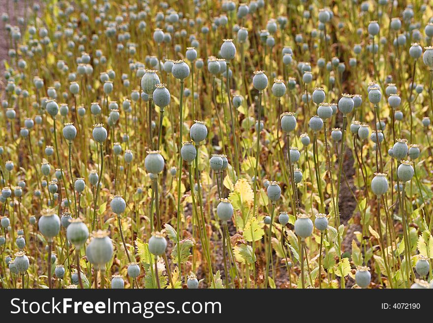 A field of poppy seed heads. A field of poppy seed heads