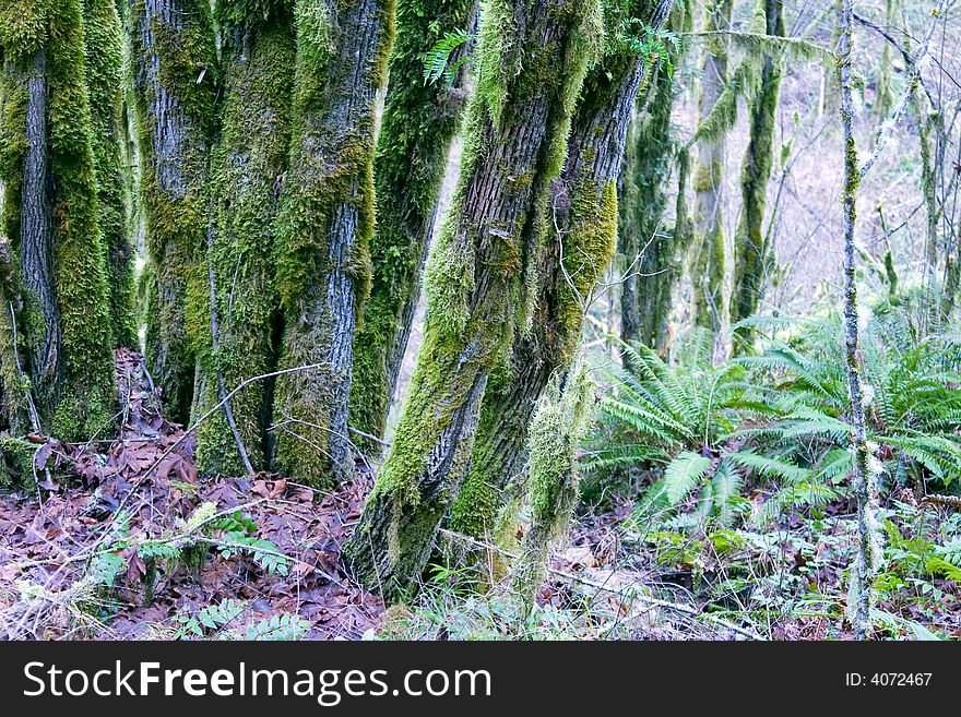 A cluster of moss covered trees in the Northwest U.S.