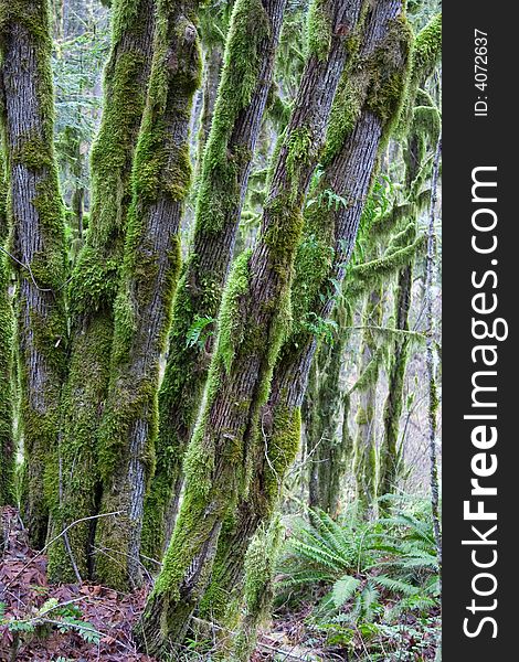 A cluster of moss covered trees in the Northwest U.S. A cluster of moss covered trees in the Northwest U.S.