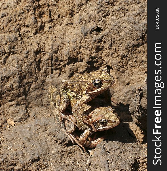 Pair frog in damp clay pit