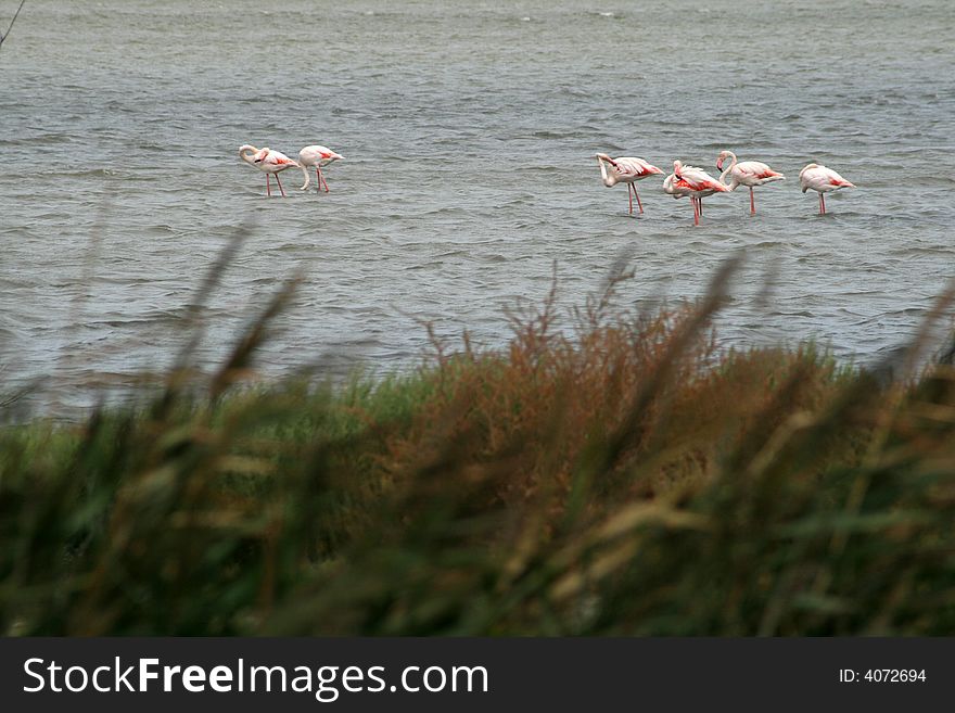 Flamingo's in the water in the camargue