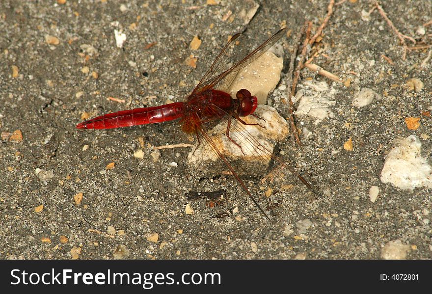 Big red dragonfly in close-up