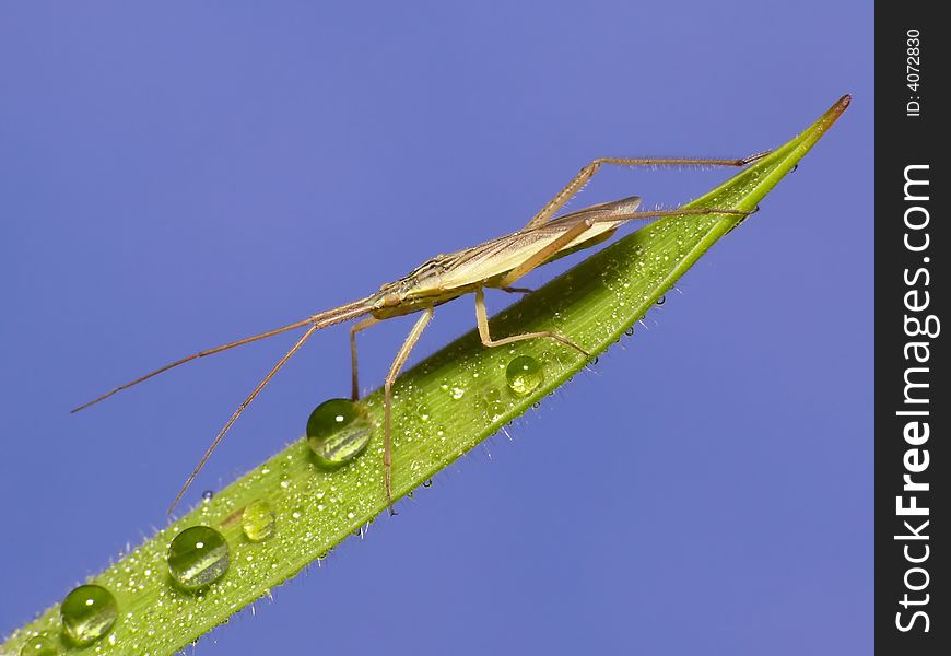 This is a little grass wants of only 15mm long. It doesn't have nice colors, but the dewdrops make it a nice picture to look at.