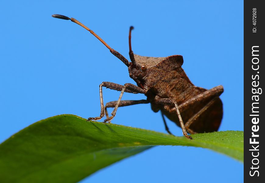 This wants looks like a creature from outer space. This one is pose for me like a professional model. This wants looks like a creature from outer space. This one is pose for me like a professional model.