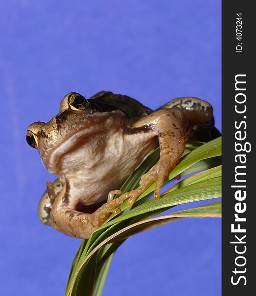 Brown Frog